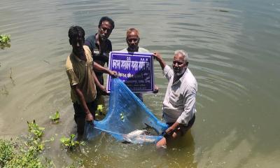 ভগিরদহে মাছের পোনা অবমুক্ত, প্রাণ ফিরছে নদীতে