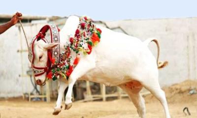 কোরবানি কখন, কাদের উপর ওয়াজিব
