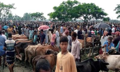 দিনাজপুরে ‘জমজমাট’ কুরবানির পশুর হাট