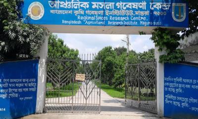 মাগুরায় বছরে লাখ টাকার বরাদ্দ, নেই মসলার চাষ