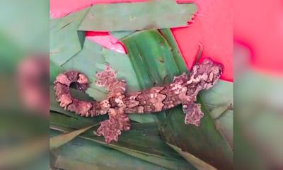 তক্ষকসহ ৯ পাচারকারী আটক, জব্দ মাইক্রোবাস