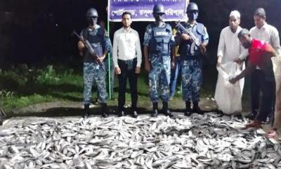 দপদপিয়ায় ২৪শ কেজি জাটকার চালান জব্দ