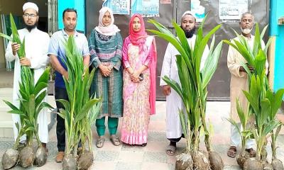 ফুলবাড়ীতে বিনামূল্যে নারকেলের চারা বিতরণ