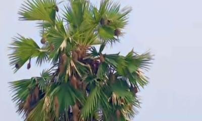 অভয়নগরে কমছে বাবুই পাখির বাসা
