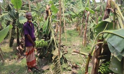 অভয়নগরে রাতের আঁধারে কলাগাছ কেটে সাবাড়