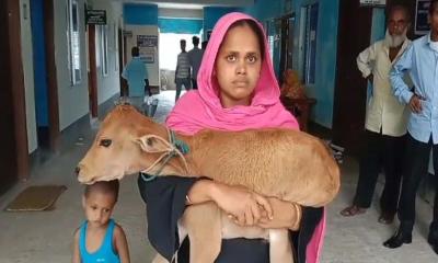 চাঁদা না দেয়ায় গাভি আটক, বাছুর নিয়ে আদালতে গৃহবধূ! 