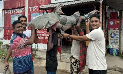 পদ্মা নদীতে ধরা পড়ল ৫০ কেজির বাঘাইড় মাছ