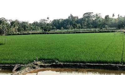 তীব্র লবণাক্ততার মধ্যে রামপালে বোরো ফলনের আশা