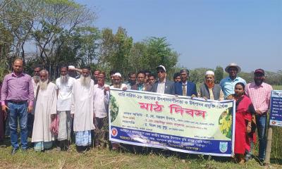 ‘বারি ১৮ সরিষা’ আবিষ্কার করেছে কৃষি গবেষণা ইনস্টিটিউট