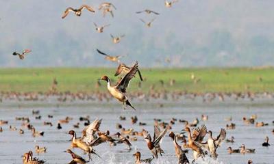 অতিথি পাথিতে মুখর ডাকিয়া পটলের বিল