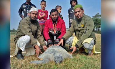 মনপুরায় ৮০ কেজি ওজনের কচ্ছপ উদ্ধার, মেঘনায় অবমুক্ত