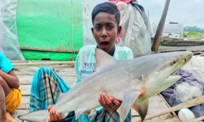 বরিশালে জেলের জালে বিশাল আকৃতির হাঙর