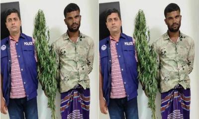 বরিশালে বাড়ির বাগান থেকে গাঁজা গাছ উদ্ধার, আটক ১