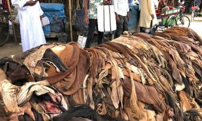 চামড়ার দামে ধস, ময়মনসিংহে হতাশ ব্যবসায়ীরা