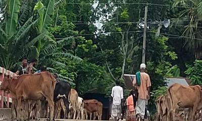 তালতলীর কচুপাত্রায় অবৈধ পশুর হাট: নীরব প্রশাসন