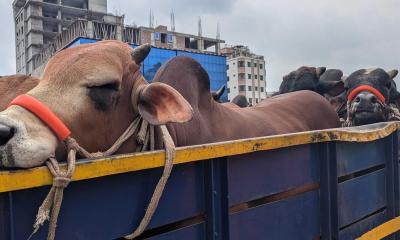 অবিক্রীত সাড়ে ২৩ লাখ কোরবানির পশু