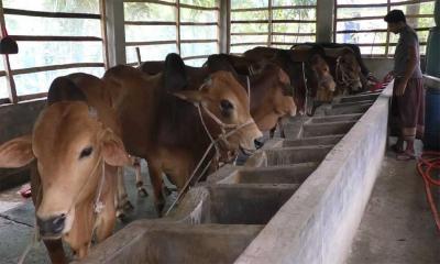 গরুপ্রতি সাড়ে ১১ হাজার টাকা কর দিতে হবে