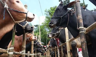 কোরবানির জন্য প্রস্তুত ১ কোটি ২৪ লাখ পশু