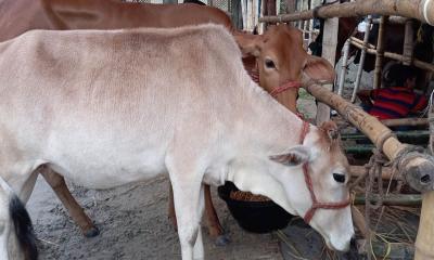 হাটে উঠতে শুরু করেছে কোরবানির গরু