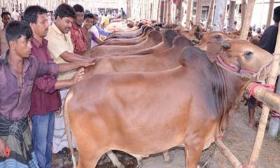 দেশি পশুতেই কোরবানির এক যুগ