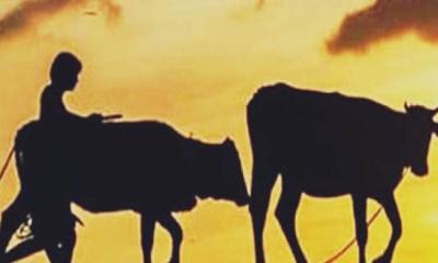 গুরুদাসপুরে গোয়ালঘর ভেঙে ৩টি গরু চুরি