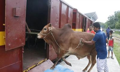 ঢাকার পথে ৪০০ গরু নিয়ে প্রথম ক্যাটল স্পেশাল ট্রেন