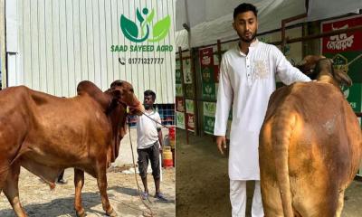 বরিশালে জমে উঠেছে অনলাইন পশুর হাট