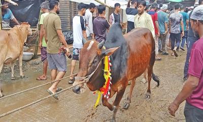 বেচাকেনায় চাঙ্গা পশুর হাট, বড় গরুতে আগ্রহ কম