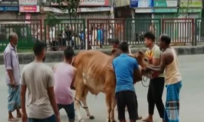 দেশে মোট ১ কোটি ৪ লাখ পশু কোরবানি