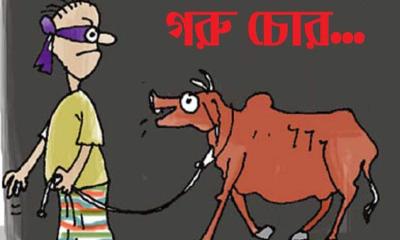 কাপাসিয়ায় এক সপ্তাহে ১৭ গরু চুরি