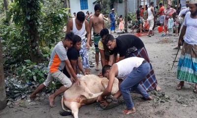 জবাইয়ের সময় গরুর লাথিতে যুবক নিহত