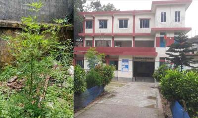 প্রাণিসম্পদ হাসপাতাল চত্বর থেকে গাঁজার গাছ উদ্ধার