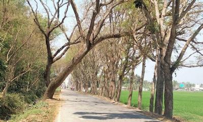 সড়কে হেলেপড়া গাছ এখন মরণফাঁদ