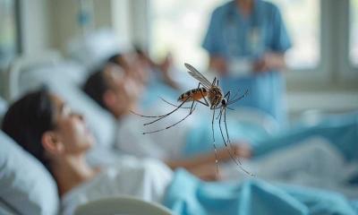 হাসপাতালে ভর্তি আরও ২৪৪ ডেঙ্গু রোগী