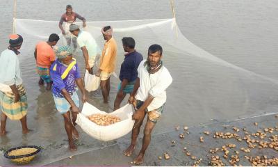 আগাম আলুর দাম পেয়ে খুশি চাষিরা