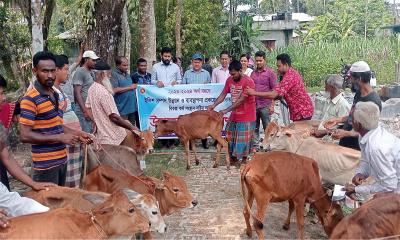 মঠবাড়িয়ায় ১৬টি পরিবারের মাঝে বকনা বাছুর বিতরণ