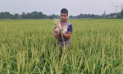 দুর্গাপুরে শীষকাটা রোগে দিশেহারা কৃষক, বালাইনাশকেও কাজ হচ্ছে না