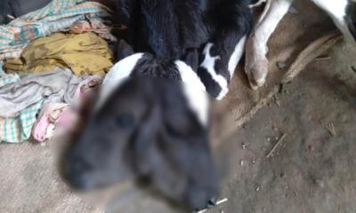 রাজশাহীতে অলৌকিকভাবে জন্ম নিল দুই মাথার বাছুর