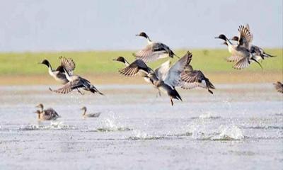 নীলাভ জলে অতিথি পাখির মেলা