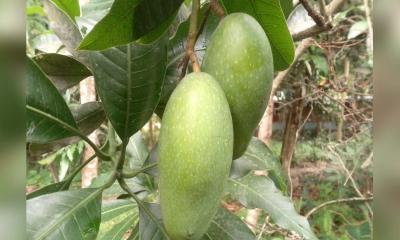 জিআই পণ্যের নিবন্ধন পেলো নওগাঁর নাক ফজলি আম