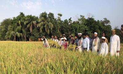 ফেনীতে ১ লাখ ২০ হাজার মেট্টিক টন বোরো উৎপাদনের লক্ষ্যমাত্রা