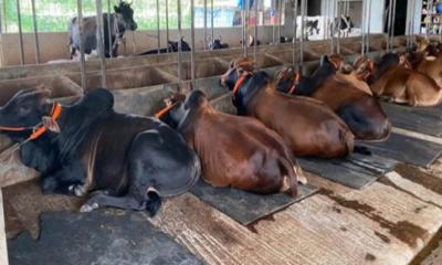 ফেনীতে কোরবানির পশুর সংকট নেই
