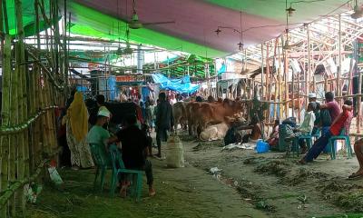 গাবতলী হাটে গরুর তীব্র সংকট, শেষ মুহূর্তে বিড়ম্বনায় ক্রেতারা