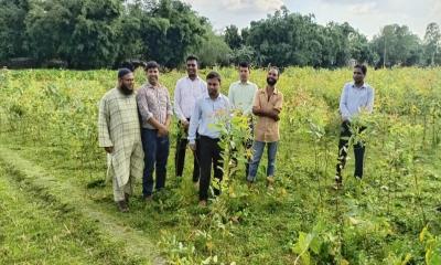 পাটগ্রামে ধ্বংস করা হলো ইউক্যালিপটাস গাছের চারা 