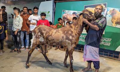 ১৫ লক্ষ টাকার ছাগল বিক্রি হলো ১২ লক্ষ টাকায়