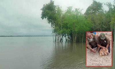 নিম্নচাপের প্রভাবে নদ-নদীর পানি বৃদ্ধি, ভেসে যাওয়া হরিণ শাবক উদ্ধার