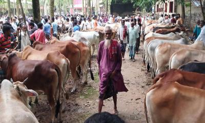 সাদুল্লাপুরে জমে উঠেছে কোরবানির পশুর হাট