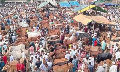 ফেনীতে জমে উঠেছে কোরবানির পশুর হাট
