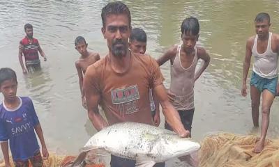 হাতিয়ায় দিঘিতে মিলল ৪০ কেজি কোরাল মাছ