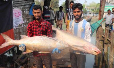 এক জালেই ধরা পড়ল ২০ লাখ টাকার লাক্ষা মাছ